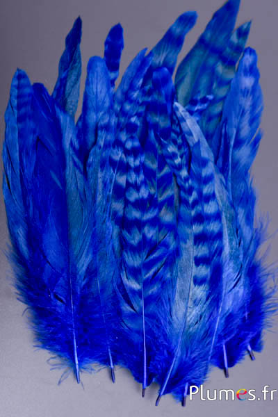 Coq fouet chinchilla blanchi - 13-18 cm - bleu brun